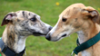 Thousands of Florida greyhounds will need new homes after dog racing ban