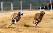 The Truth About Greyhound Racing