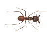 Giant Forest Ant, Camponotus gigas Google Arts