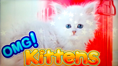 Top Slot Game of the Month: Omg Kittens Slot