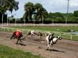 After 90 Years, Greyhound Dog Racing Comes To An End In Sarasota