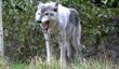 Amazing Facts about Grey Wolves