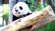 Bei Bei: Beloved giant panda has departed DC for China in a private jet