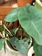 Elephant's Ear (Colocasia 'Heart of the Jungle') in the Elephant Ears (Colocasia) Database