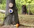 Fairies rebuild vandalized fairy forest