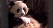Giant pandas: Saving the giant panda from extinction