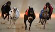 Greyhounds tragedy after 1,000 racing dogs died last year