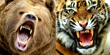Grizzly Bear vs Siberian Tiger Fight Comparison