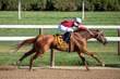 Horse Racing Terminology Explained: What You Should Know
