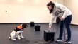 New York University offering bachelor's degree in dog training