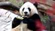Panda Bei Bei leaves Smithsonian's National Zoo in DC for China