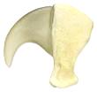 Replica Tiger Claw (3.25 in) For Sale Skulls Unlimited International, Inc.