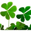 Shamrock facts, games, coloring pages, crafts and activities for kids on St. Paddy's