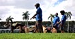 South Florida's Last Greyhound Racing Track Closes