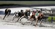 Thousands of Greyhounds May Need Homes as Florida Bans Racing