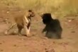 Tiger and bear fight, and the winner is