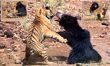 Video shows a tiger and bear fight in India