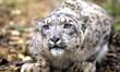 Where do snow leopards live?