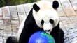 Why Bei Bei the panda has to leave the US for China?