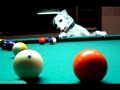 Dogs Playing Pool Compilation 2015 [sp]