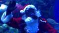 Merry Christmas Underwater Santa at Silverton Casino Hotel