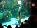 Silverton Casino Aquarium..mermaid Show