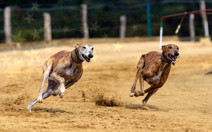 The Truth About Greyhound Racing