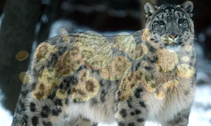 Where Do Snow Leopards Live?
